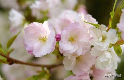 櫻花樹種植 生肖幸運石